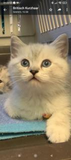 Britisch Kurzhaar Katzenbabys
