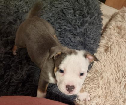 American Bully Pocket