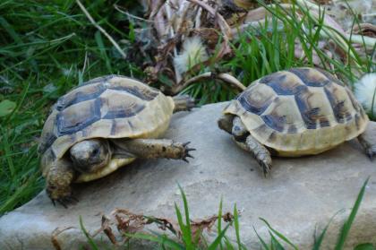Landschildkröten /Raum Köln