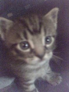 Bengal-Mix Kitten Kleine WILDkatzen