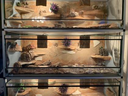 Landschildkröte w 35 Jahre Russisch Horsfildi Vierzehen in liebevolle Hände