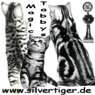 Britisch-Kurzhaar-Silbertabby-Classic und spotted, Berlin-Nordost