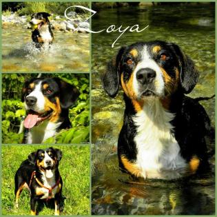 Entlebucher sennenhund welpen-FCI pedigree PRA-A x PRA-A