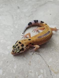Tolle Leopardgecko Jungtiere aus 2023