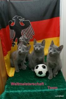 Russisch Blau Kitten