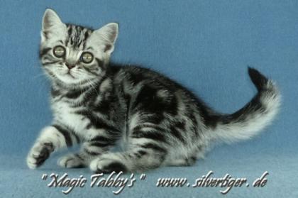 Britisch-Kurzhaar-Silbertabby-Kätzchen Whiskas Ombra und Orelie, Bln. -Nordost