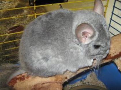 Chinchilla Weibchen Violett