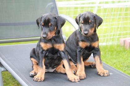 Dobermannwelpen