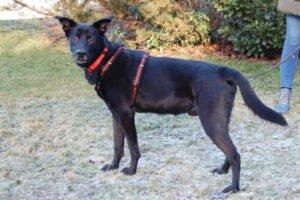 BLACK CONAN - Mischling, männlich, 4 Jahre, 60 cm, 30 kg, Gechipt, Kastriert