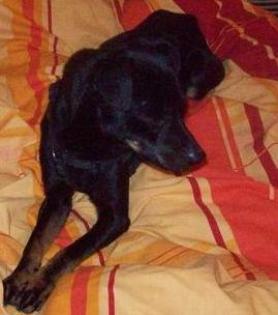 4- Jähriger Zwerg -Pinscher mix sucht neues Zuhause