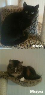 MAYA CLEO