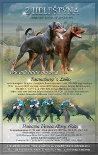 Dobermannwelpen, mit FCI Ahnentafel, aus Tschechei - erstklassige