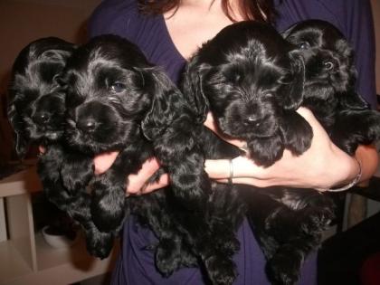 Cocker Spaniel Welpen