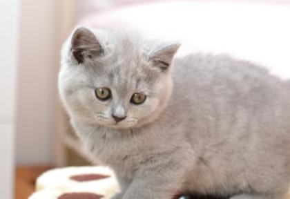 BKH Katzenbabys mit Stammbaum