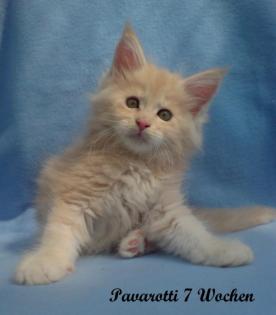 Maine Coon Baby s