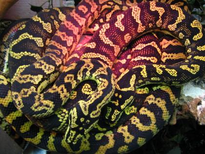 Teppichpythons schwarz/gelb