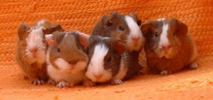 Junge Meerschweinchen abzugeben. männl. /weibl.