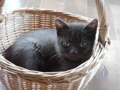 2 Bkh-Kitten in chocolate mit Stammbaum abzugeben