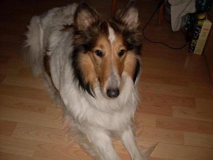 2 Amerikanische Collies, auch getrennt, suchen.