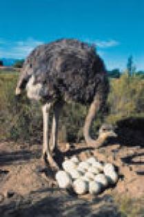 Suche Emu, Straussen und Nandu Bruteier