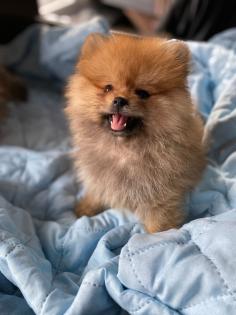 Pomeranian Zwergspitz Welpe Hündin
