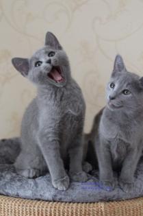Russisch Blau Kitten