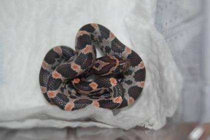 Kornnattern Amelanistisch Creamsicles Emory-Guttatus-Hybrid