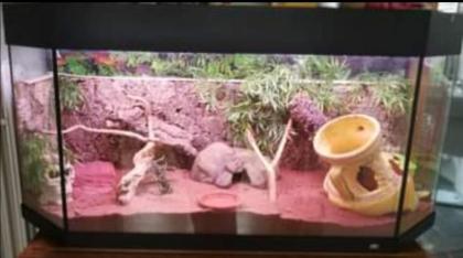 Leopardgecko mit Terrarium