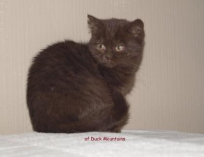 BKH-Kitten in Chocolate