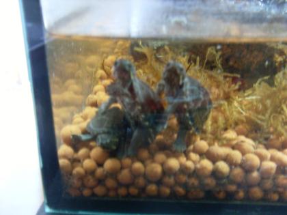 Baby Moschus Schildkröten