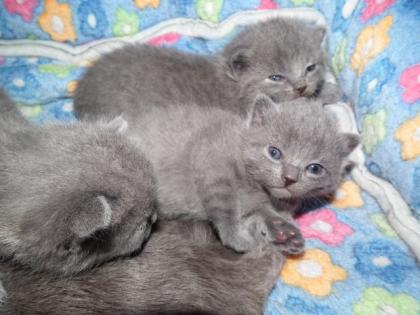 Chartreux, reinrassige Kartäuser Kitten