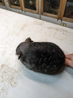 Langschwanz Chinchillas