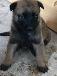 MALINOIS starke Welpen in liebevolle Hände abzugeben
