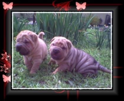Shar-Pei welpen