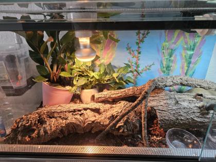 3 Blattzehengeckos komplett ausgestattetes Terrarium