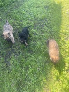 Schäferhund Mix Welpen zu verkaufen,