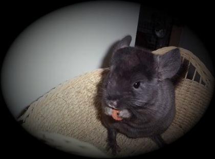 Chinchillas