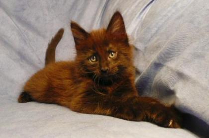 MAINE COON Kitten - Coonies