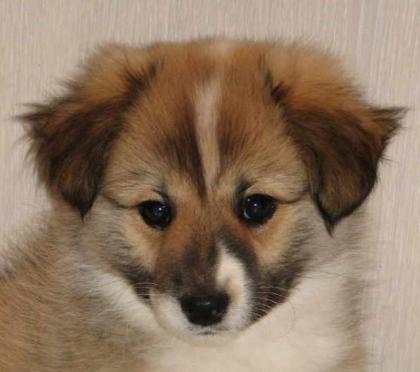 Islandhund Welpe