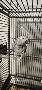 Graupapagei Dame abzugeben, 5 Jahre alt