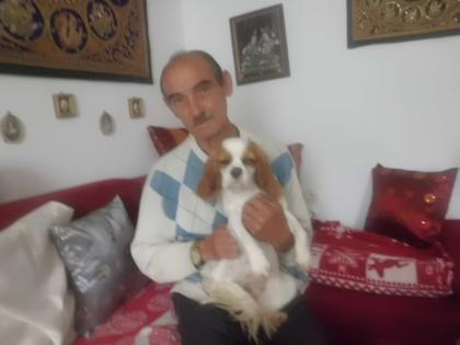 Wunderschönes Cavalier-King-Charles-Spaniel-Mädchen, 3 Jahre, Farbe blenheim