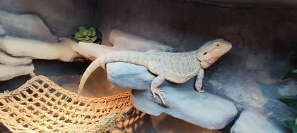 Terrarium mit Bartagamen Päarchen Premium Eigenbau, eyecatcher