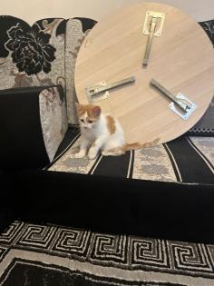 Weiße Katze