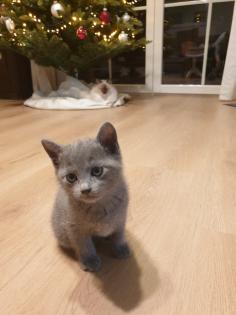 Russisch Blau Kitten