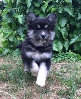 Verkaufe schöne Welpen Hündinnen Finnischer Lapphund mit Stammbaum