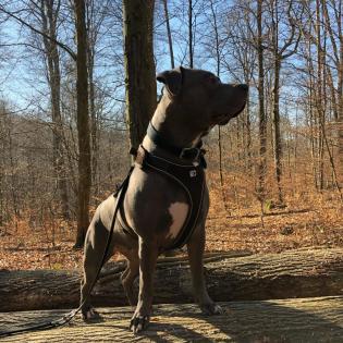 American Bully XXL