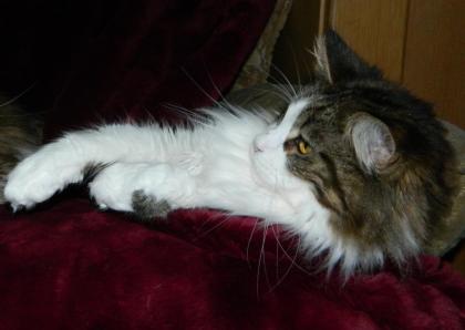 Reinrassige Maine Coon Lady