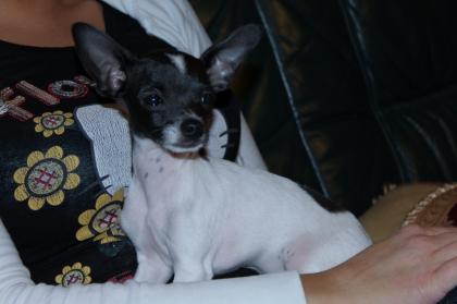 Chihuahua DECKrüde mit stammbaum und papiere