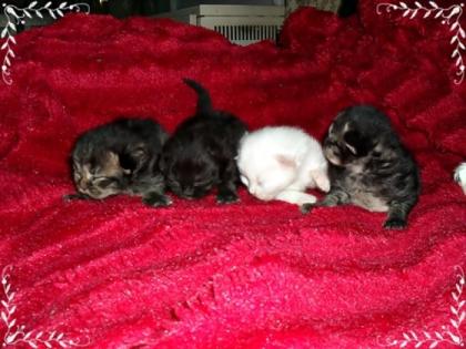 Supersüsse Kitten Sibirische Waldkatzen