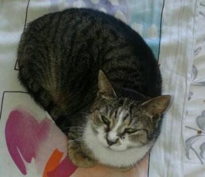 Liebevolles Zuhause gesucht